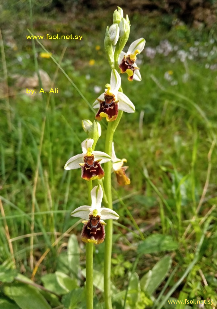 Ophrys bornmuelleri M. Schulze
